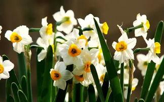 水仙花爆料视频大全最新,揭秘娱乐圈幕后真相  第2张